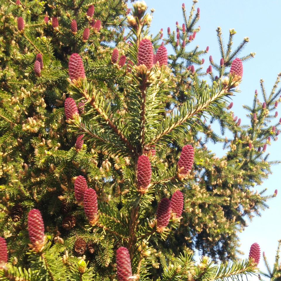 KIRMIZI ÇAM (KIZILÇAM) AĞACI