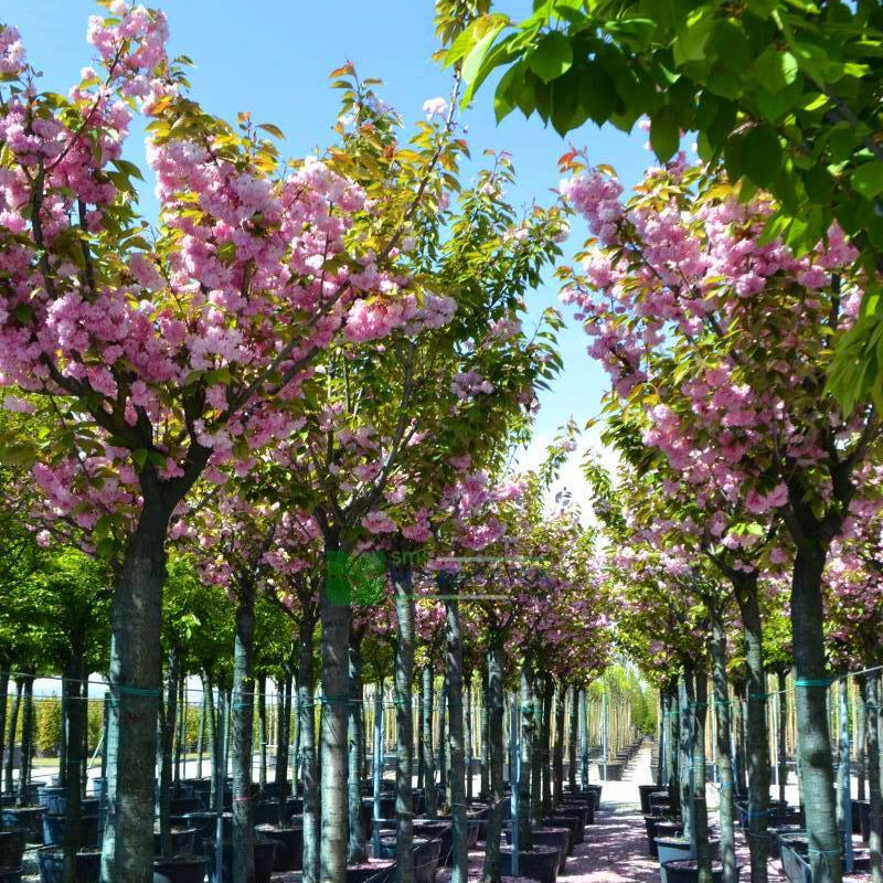 jAPON SÜS KİRAZI PEMBE SAKURA