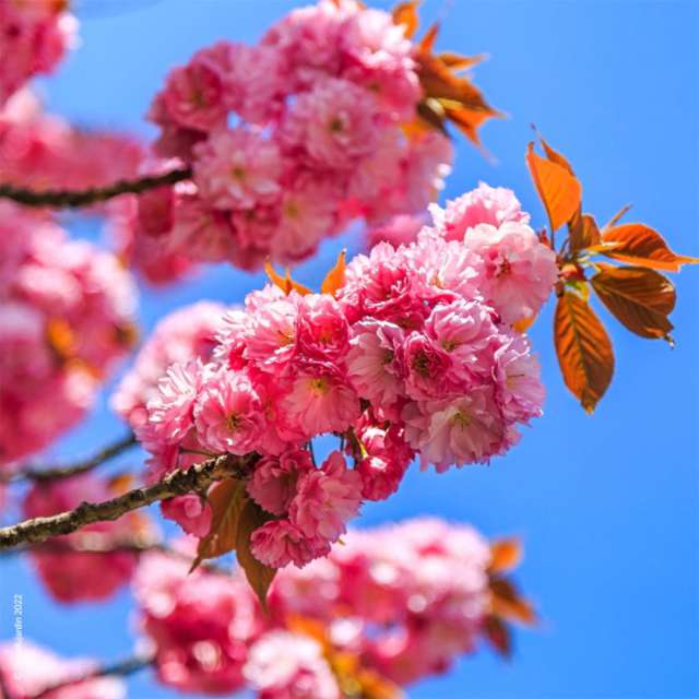 jAPON SÜS KİRAZI PEMBE SAKURA