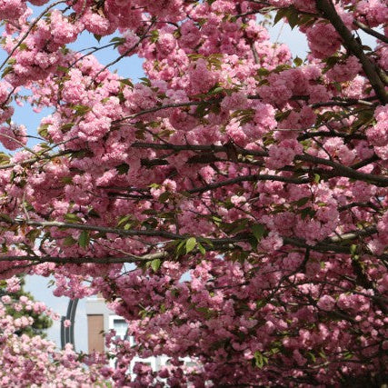 jAPON SÜS KİRAZI PEMBE SAKURA