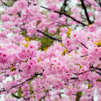 jAPON SÜS KİRAZI PEMBE SAKURA