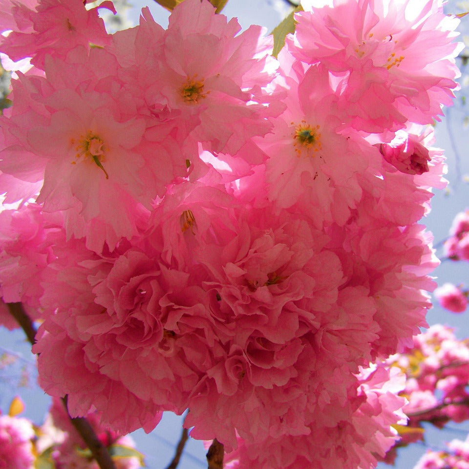 jAPON SÜS KİRAZI PEMBE SAKURA