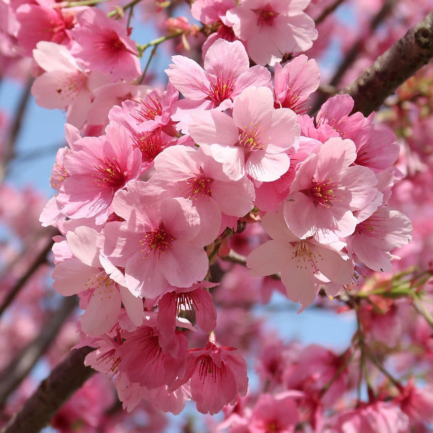 jAPON SÜS KİRAZI PEMBE SAKURA