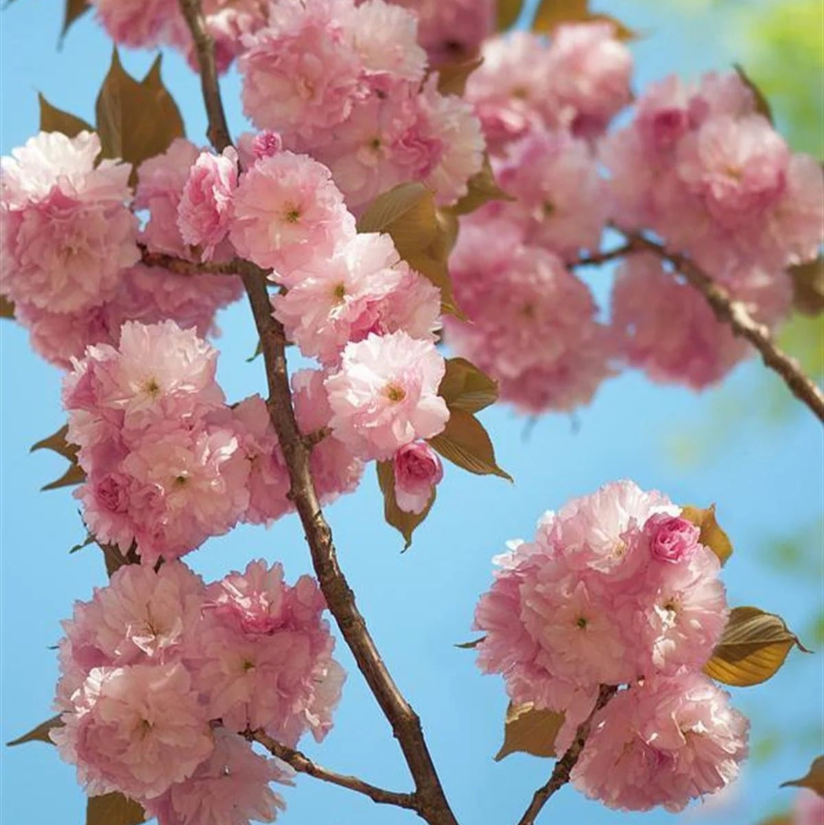 jAPON SÜS KİRAZI PEMBE SAKURA