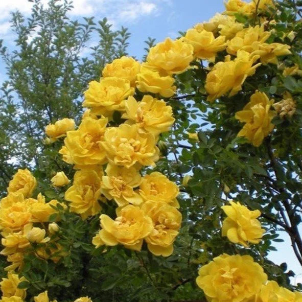 SARI GÜL AĞACI