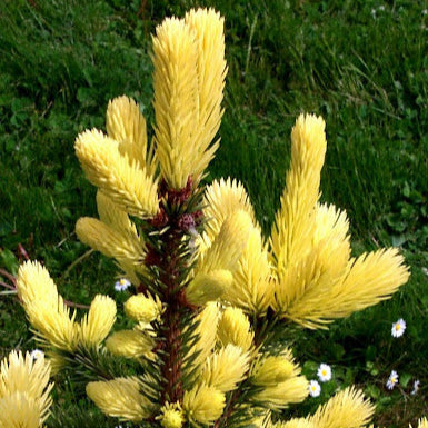 SARI ÇAM AĞACI