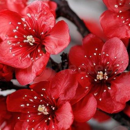 JAPON SÜS KİRAZI KIRMIZI SAKURA